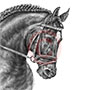 Bridled Dressage Horse Portrait