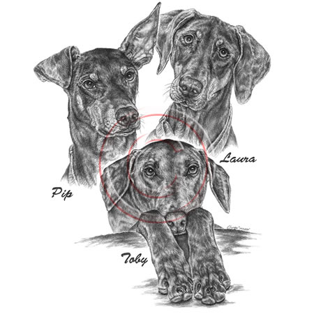 Custom Drawing -Doberman Pinscher Dogs