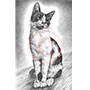 Custom Cat Portrait in Pencil